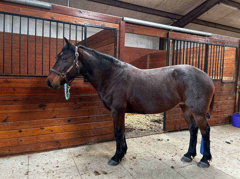 Mustang (amerikanisch) Stute 9 Jahre 152 cm Roan-Bay in Boaz Alabama