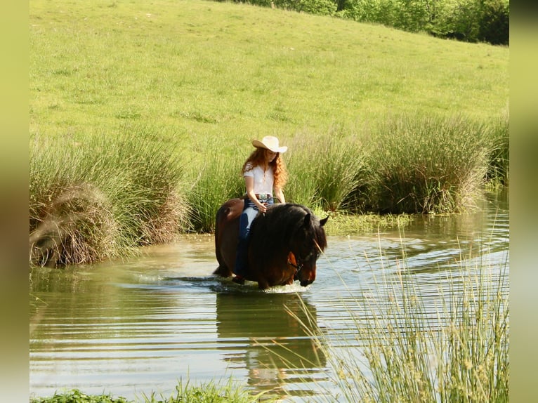Mustang (amerikanisch) Stute 9 Jahre 152 cm Roan-Bay in Boaz Alabama