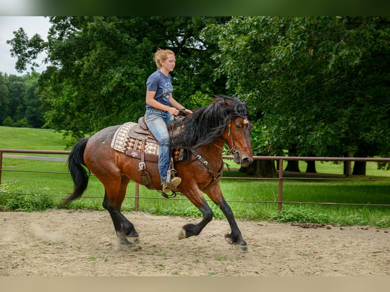 Mustang (amerikanisch) Stute 9 Jahre 152 cm Roan-Bay in Boaz Alabama