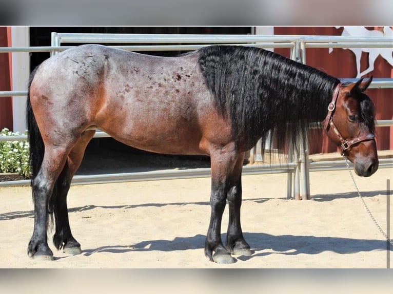 Mustang (amerikanisch) Stute 9 Jahre 152 cm Roan-Bay in Boaz Alabama