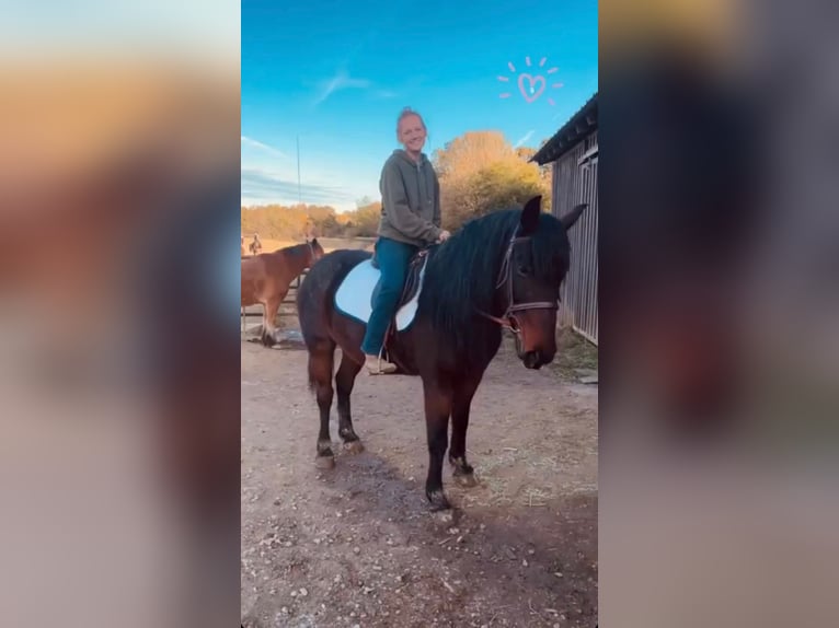 Mustang (amerikanisch) Stute 9 Jahre 152 cm Roan-Bay in Boaz Alabama