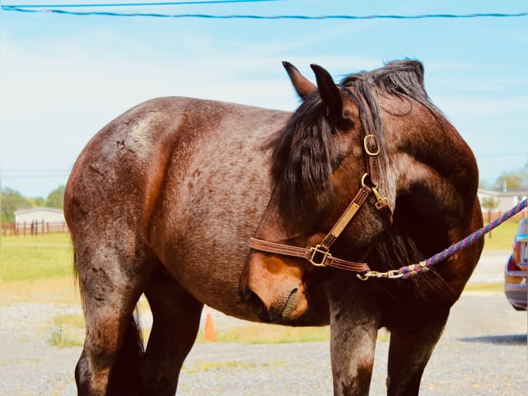 Mustang (amerikanisch) Stute 9 Jahre 152 cm Roan-Bay in Boaz Alabama