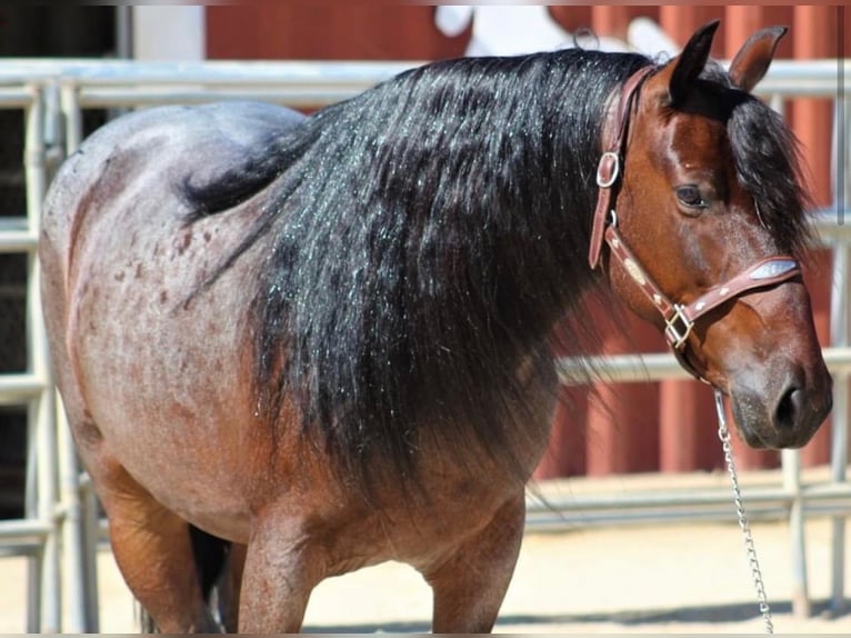 Mustang (amerikanisch) Stute 9 Jahre 152 cm Roan-Bay in Boaz Alabama