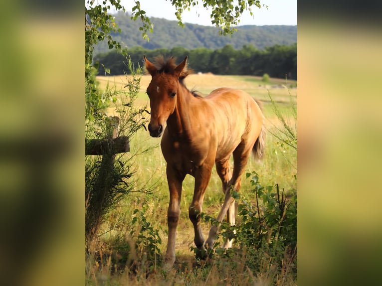 Mustang (amerikanisch) Stute  155 cm Falbe in Siegen