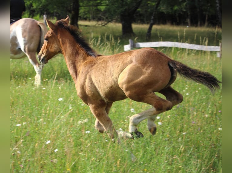 Mustang (amerikanisch) Stute  155 cm Falbe in Siegen