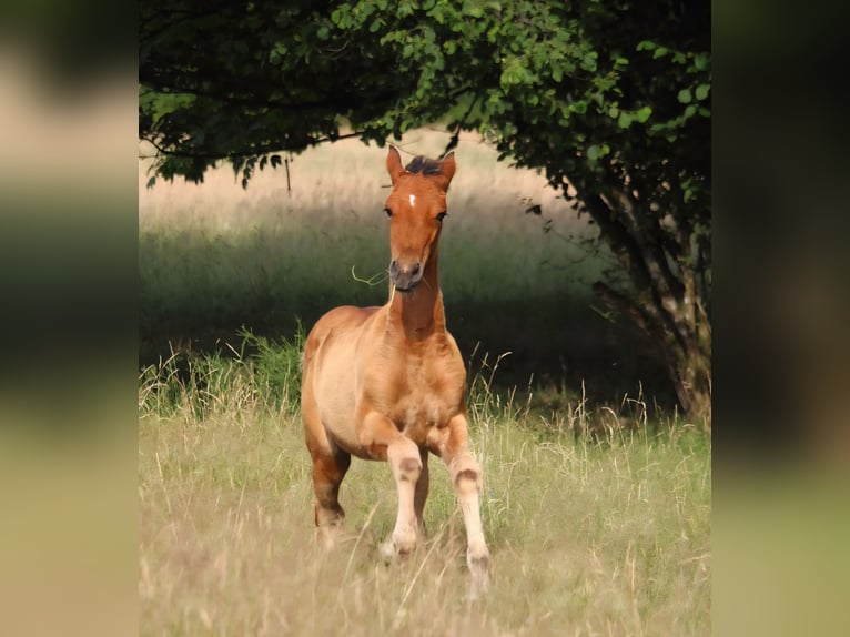 Mustang (amerikanisch) Stute  155 cm Falbe in Siegen
