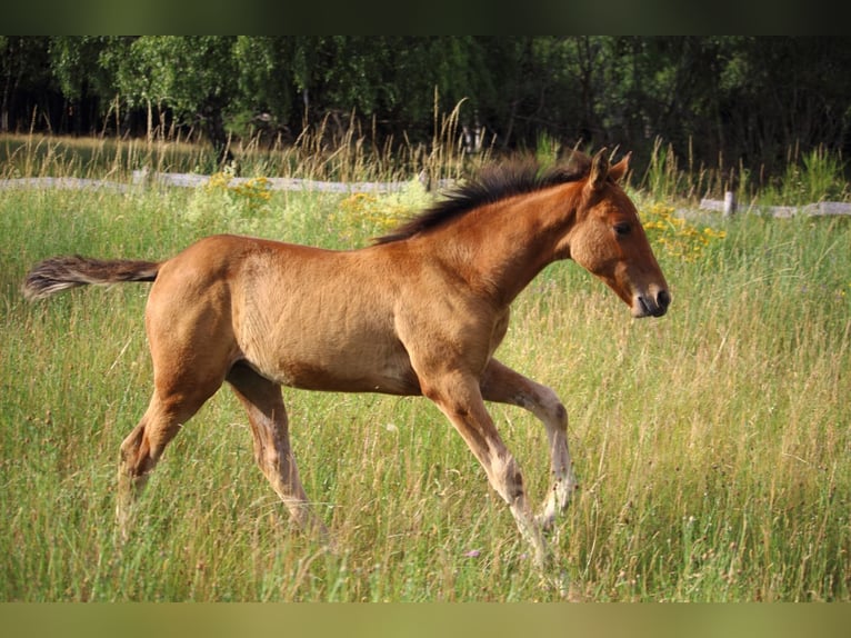 Mustang (amerikanisch) Stute  155 cm Falbe in Siegen