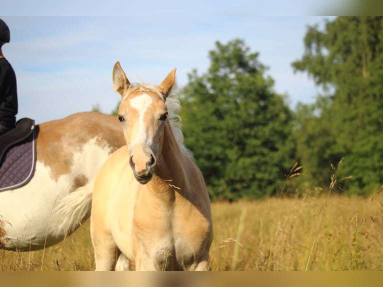Mustang (amerikanisch) Stute  155 cm Red Dun in Siegen