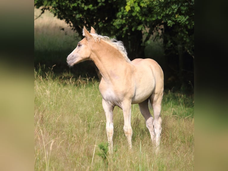 Mustang (amerikanisch) Stute  155 cm Red Dun in Siegen