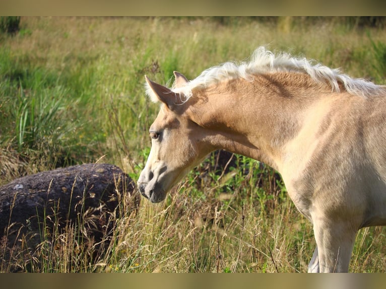 Mustang (amerikanisch) Stute  155 cm Red Dun in Siegen