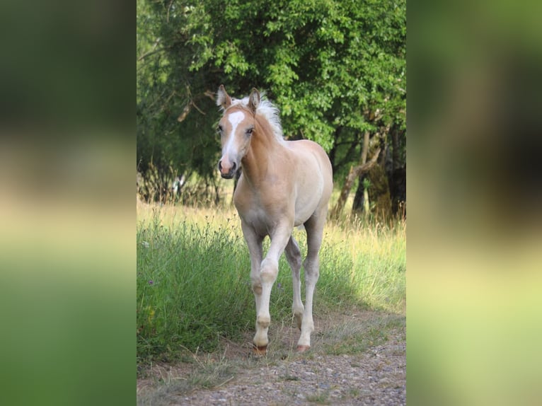 Mustang (amerikanisch) Stute  155 cm Red Dun in Siegen