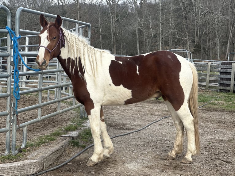 Mustang (amerikanisch) Wallach 10 Jahre 148 cm Schecke in Heinzenbach