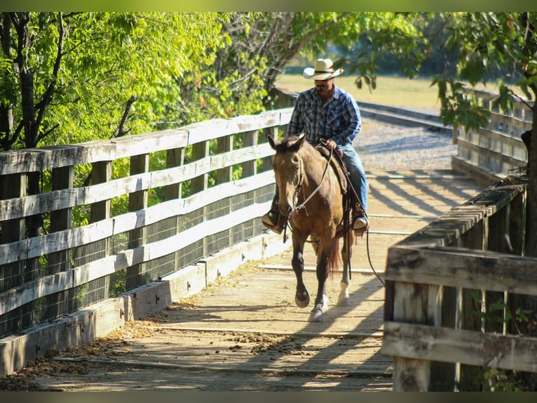 Mustang (amerikanisch) Wallach 10 Jahre 152 cm Buckskin in Stephenville TX