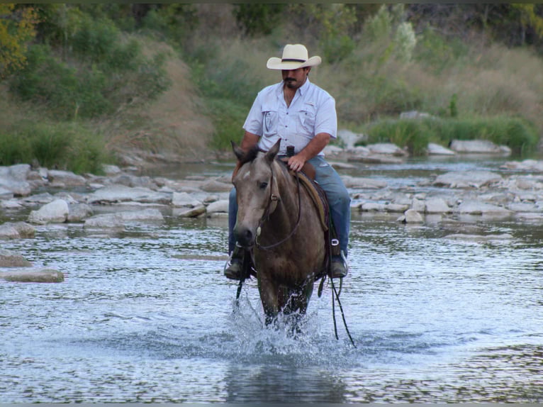Mustang (amerikanisch) Wallach 10 Jahre 152 cm Buckskin in Stephenville TX