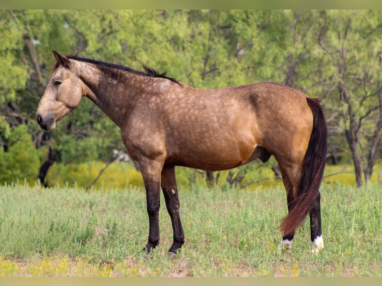 Mustang (amerikanisch) Wallach 10 Jahre 152 cm Buckskin in Stephenville TX