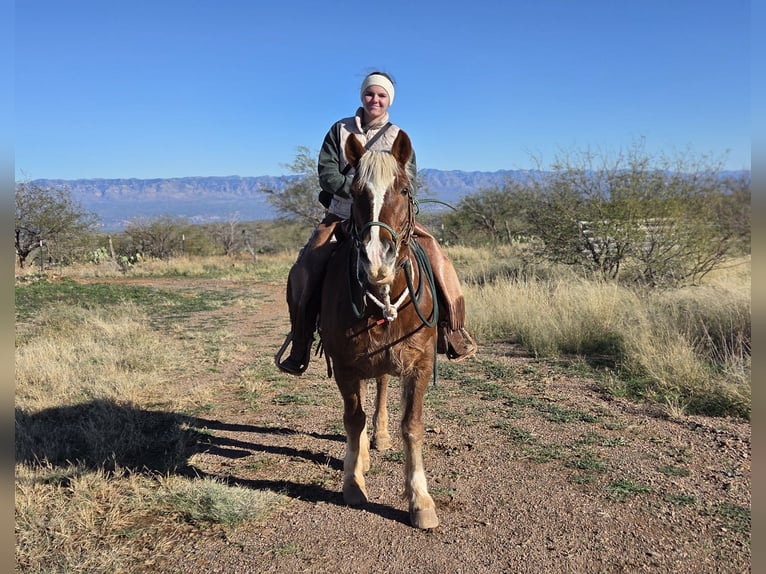 Mustang (amerikanisch) Wallach 11 Jahre 152 cm Rotfuchs in Bricelyn