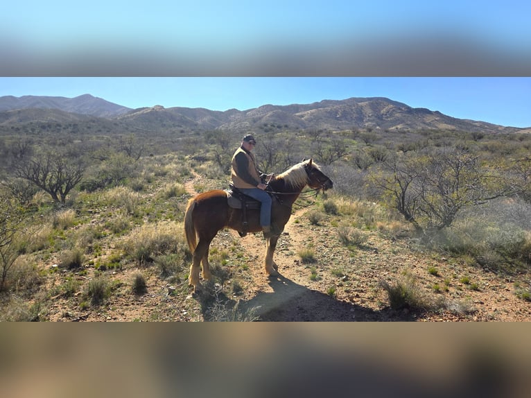 Mustang (amerikanisch) Wallach 11 Jahre 152 cm Rotfuchs in Bricelyn