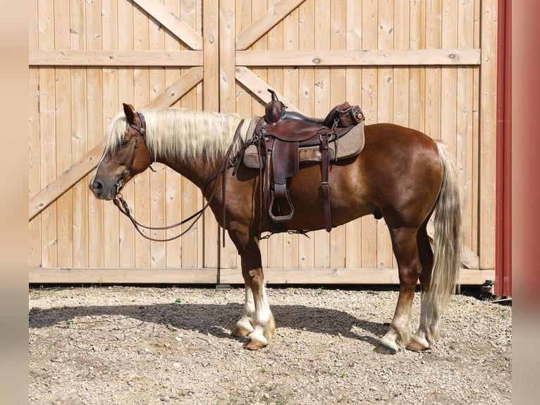 Mustang (amerikanisch) Wallach 11 Jahre 152 cm Rotfuchs in Bricelyn
