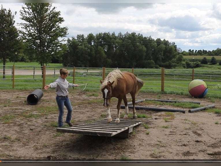 Mustang (amerikanisch) Wallach 11 Jahre 152 cm Rotfuchs in Bricelyn