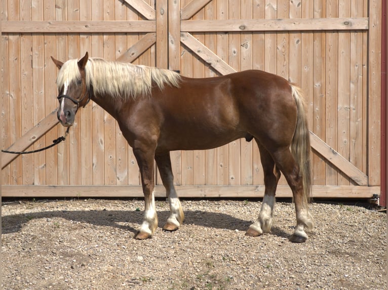 Mustang (amerikanisch) Wallach 11 Jahre 152 cm Rotfuchs in Bricelyn