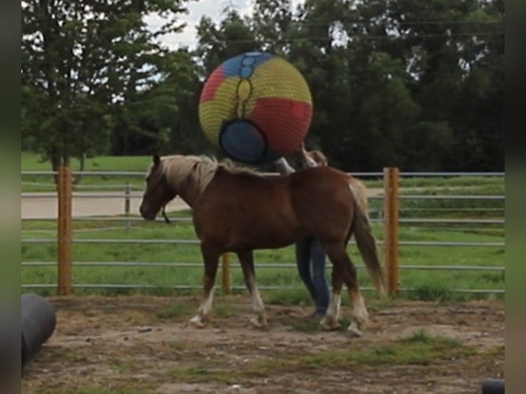 Mustang (amerikanisch) Wallach 11 Jahre 152 cm Rotfuchs in Bricelyn