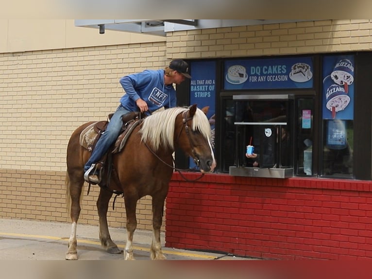 Mustang (amerikanisch) Wallach 11 Jahre 152 cm Rotfuchs in Bricelyn