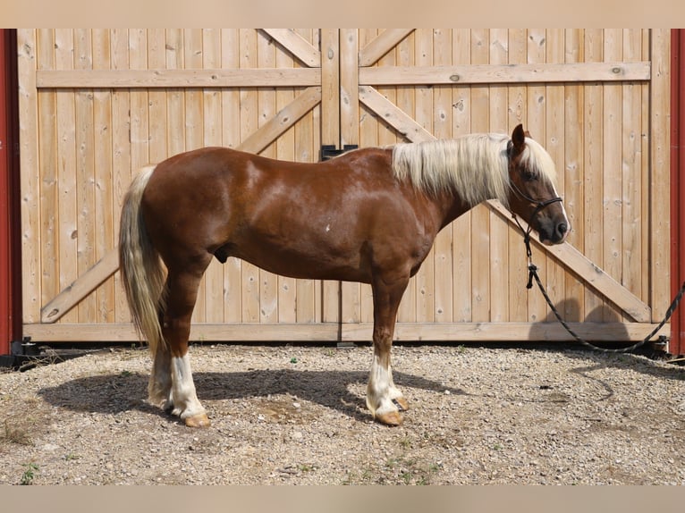 Mustang (amerikanisch) Wallach 11 Jahre 152 cm Rotfuchs in Bricelyn