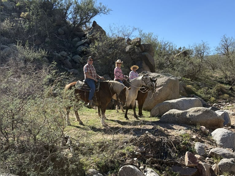 Mustang (amerikanisch) Wallach 11 Jahre 152 cm Rotfuchs in Bricelyn
