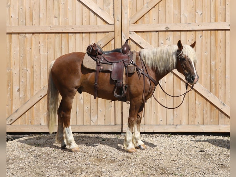 Mustang (amerikanisch) Wallach 11 Jahre 152 cm Rotfuchs in Bricelyn