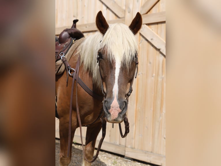Mustang (amerikanisch) Wallach 11 Jahre 152 cm Rotfuchs in Bricelyn
