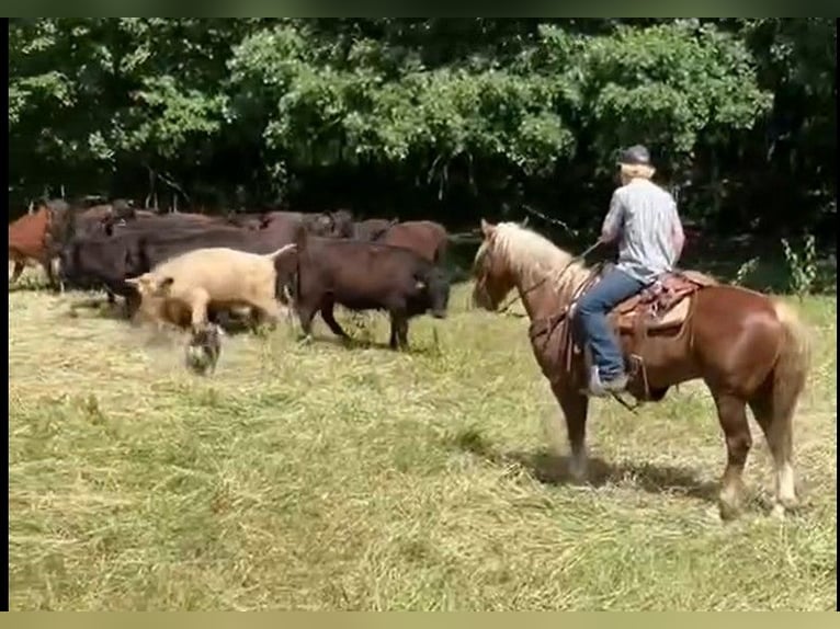 Mustang (amerikanisch) Wallach 11 Jahre 152 cm Rotfuchs in Bricelyn