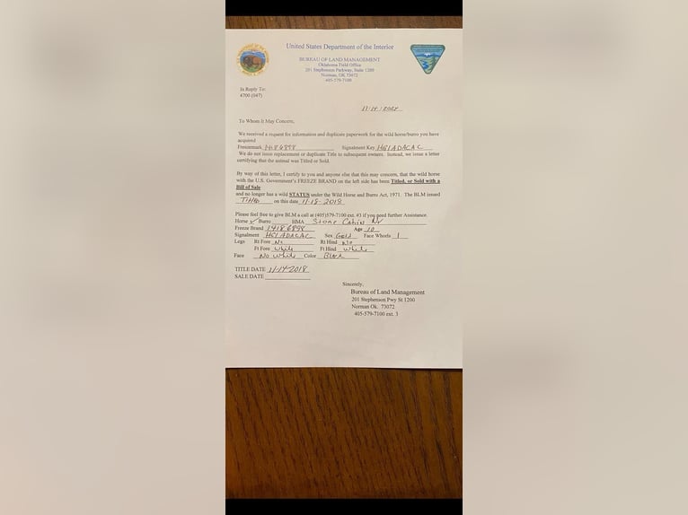 Mustang (amerikanisch) Wallach 12 Jahre 147 cm Rappe in Bitterwater CA