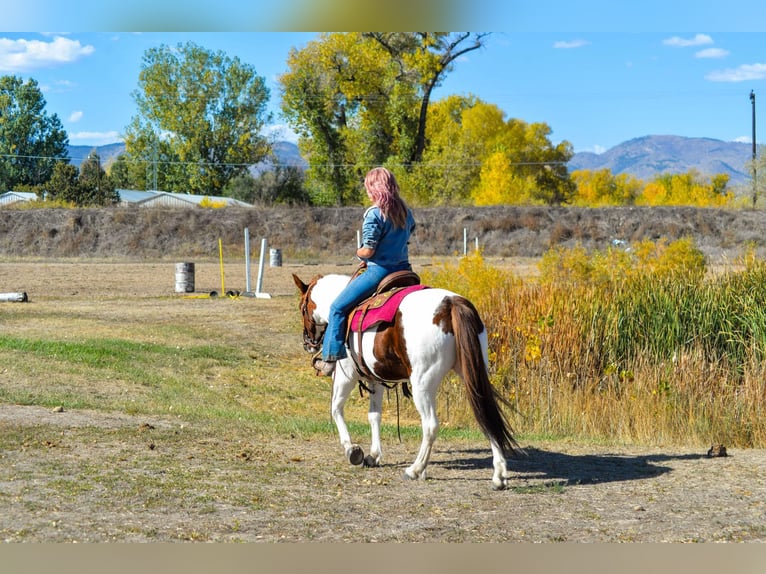 Mustang (amerikanisch) Wallach 12 Jahre 152 cm Dunkelfuchs in Fort Collins, CO