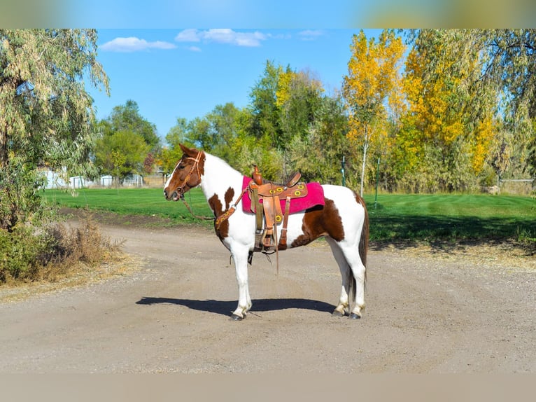 Mustang (amerikanisch) Wallach 12 Jahre 152 cm Dunkelfuchs in Fort Collins, CO