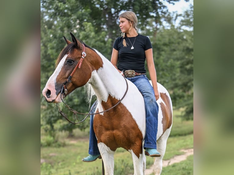 Mustang (amerikanisch) Wallach 12 Jahre 152 cm Schecke in Brierfield