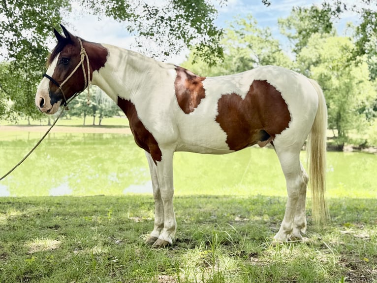 Mustang (amerikanisch) Wallach 12 Jahre 152 cm Schecke in Brierfield
