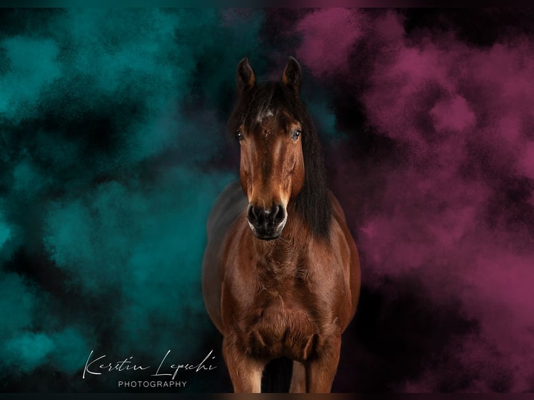 Mustang (amerikanisch) Wallach 12 Jahre 153 cm Brauner in Issigau