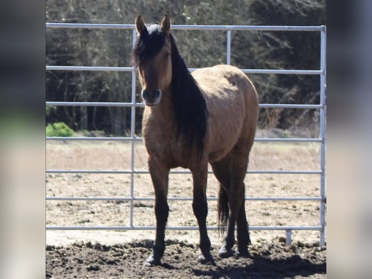 Mustang (amerikanisch) Wallach 12 Jahre  in Bensheim
