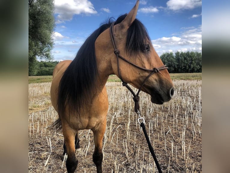 Mustang (amerikanisch) Wallach 12 Jahre  in Bensheim