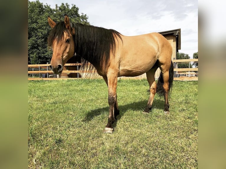 Mustang (amerikanisch) Wallach 12 Jahre  in Bensheim