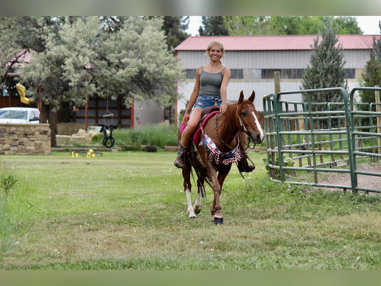Mustang (amerikanisch) Wallach 14 Jahre 142 cm Rotfuchs in Fort Collins