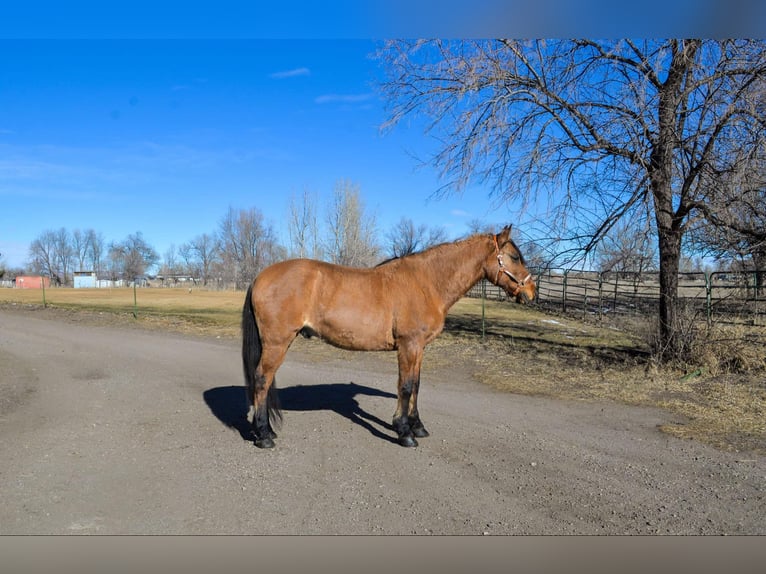 Mustang (amerikanisch) Wallach 14 Jahre 157 cm Falbe in Fort Collins, CO