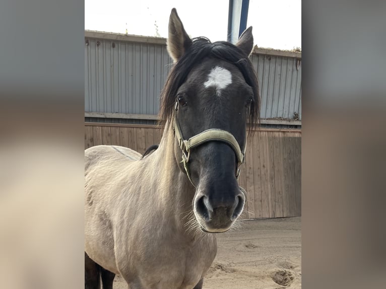 Mustang (amerikanisch) Wallach 15 Jahre 150 cm Grullo in Bühnsdorf