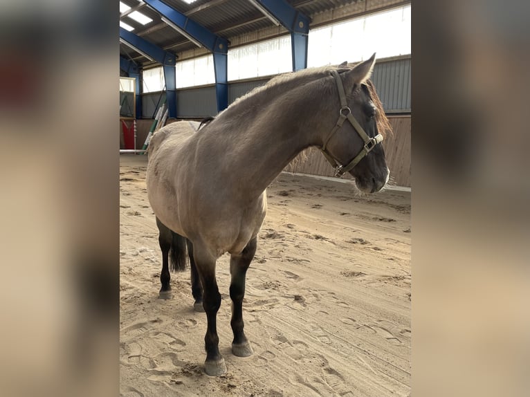 Mustang (amerikanisch) Wallach 15 Jahre 150 cm Grullo in Bühnsdorf