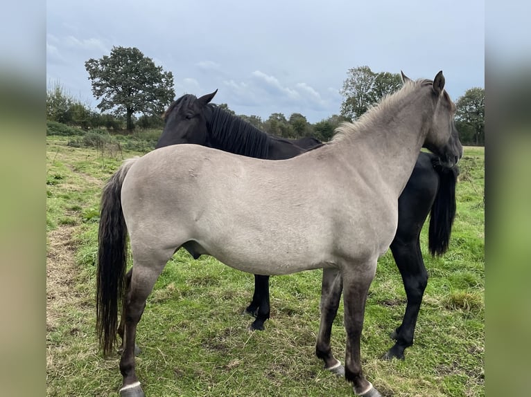 Mustang (amerikanisch) Wallach 15 Jahre 150 cm Grullo in Bühnsdorf
