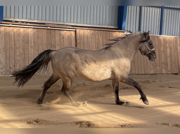 Mustang (amerikanisch) Wallach 15 Jahre 150 cm Grullo in Bühnsdorf