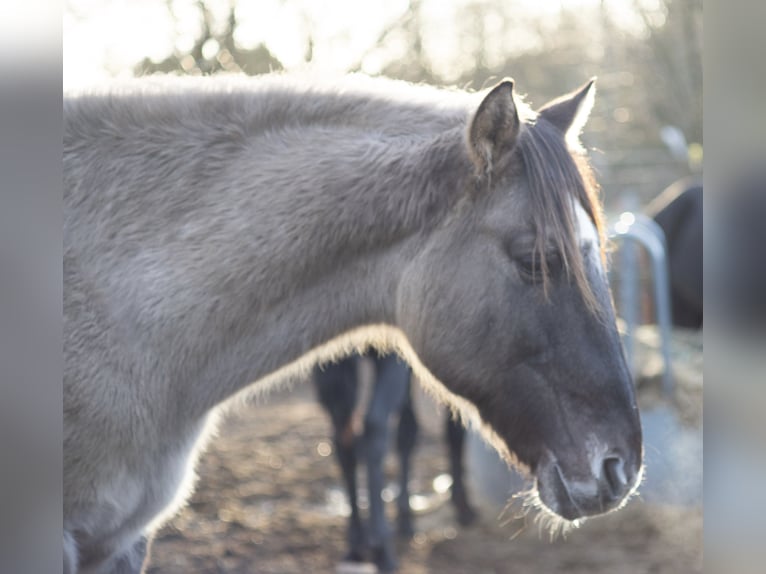 Mustang (amerikanisch) Wallach 15 Jahre 150 cm Grullo in Bühnsdorf