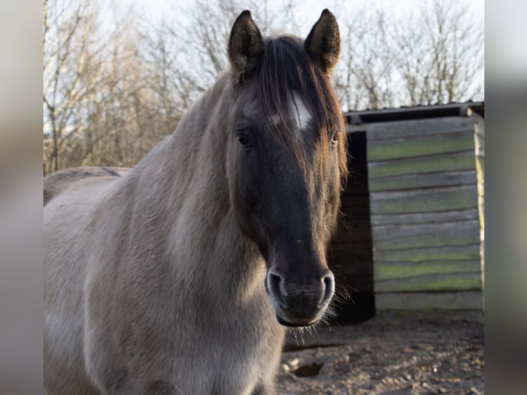 Mustang (amerikanisch) Wallach 15 Jahre 150 cm Grullo in Bühnsdorf