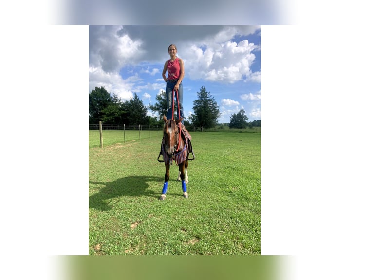 Mustang (amerikanisch) Wallach 2 Jahre 142 cm Rotbrauner in Franklin, TN