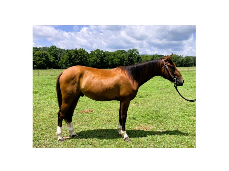 Mustang (amerikanisch) Wallach 2 Jahre 142 cm Rotbrauner in Franklin, TN